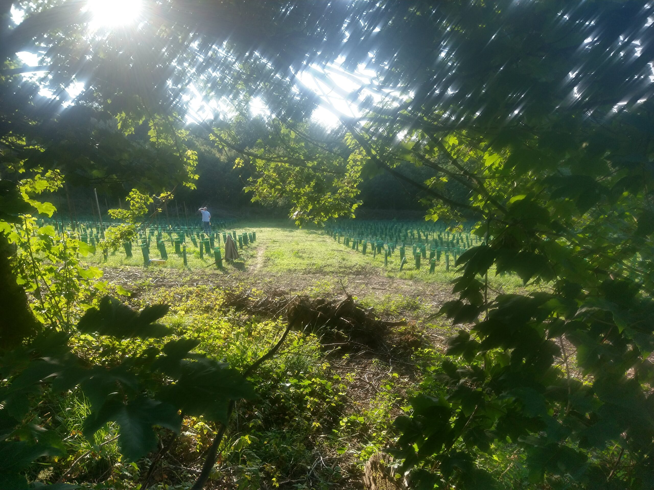 Wijndomein Watersley